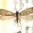 Image of <i>Eriocrania semipurpurella pacifica</i>