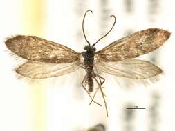 Image of Eriocrania semipurpurella pacifica Davis 1978