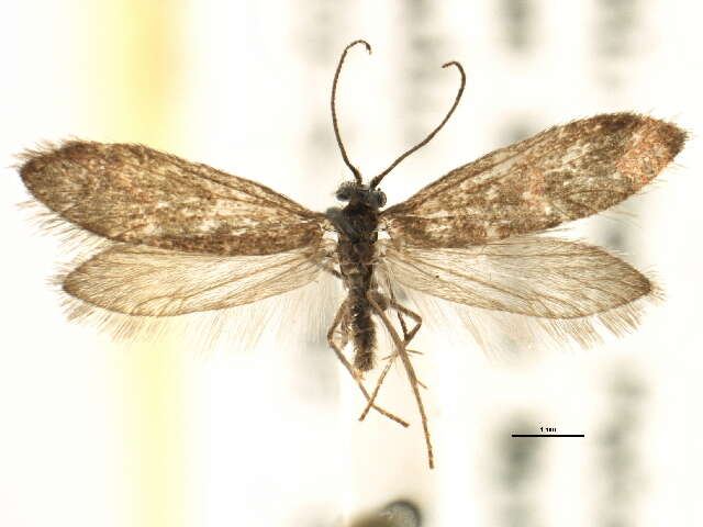 Image of Eriocrania semipurpurella pacifica Davis 1978