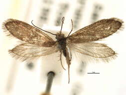 Image of Eriocrania semipurpurella pacifica Davis 1978