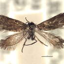 Image of <i>Eriocraniella longifurcula</i> Davis 1978