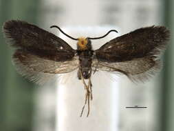 Image of Eriocraniella platyptera Davis 1978