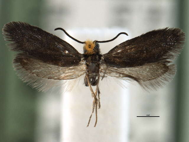 Image of Eriocraniella platyptera Davis 1978