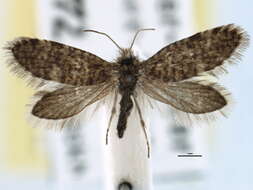 Image of birch leaf miner