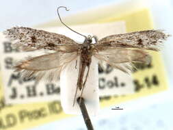 Image of Acanthoctesia