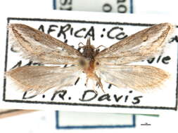 Image of Prototheora quadricornis Meyrick 1920