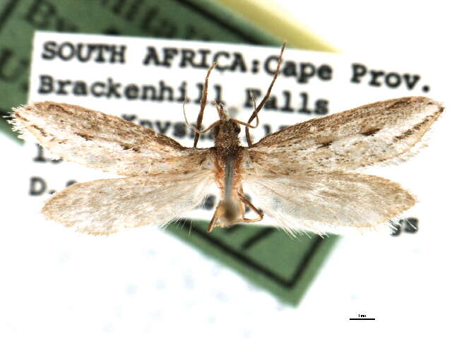 Image of Prototheora quadricornis Meyrick 1920