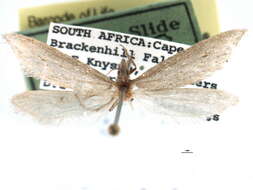 Image of Prototheora quadricornis Meyrick 1920