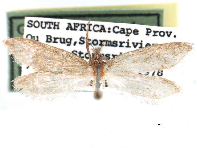 Image of Prototheora serruligera Meyrick 1920