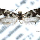 Image of <i>Prodoxus mapimiensis</i>