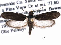 Image of Tegeticula maculata Riley 1881