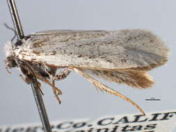 Image of <i>Tegeticula californica</i>