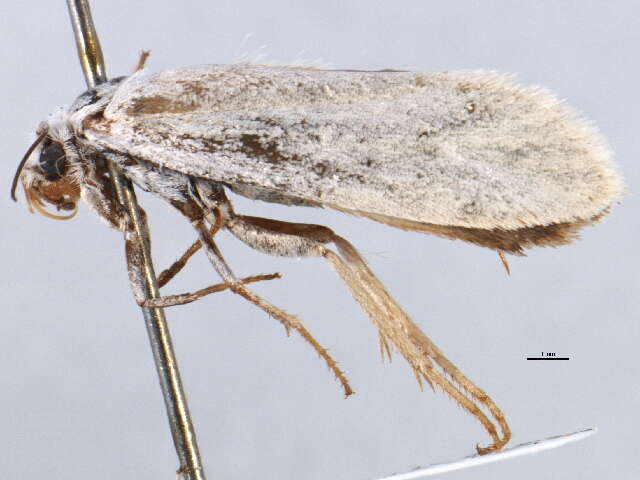 Image of <i>Tegeticula californica</i>