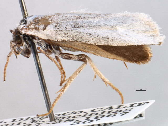 Image of <i>Tegeticula californica</i>