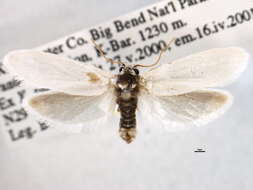 Image of Tegeticula mexicana Bastida 1963