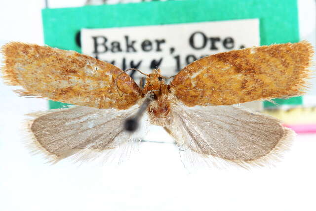 Image of Acleris paracinderella Powell