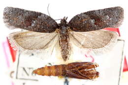 Image of Acleris paracinderella Powell