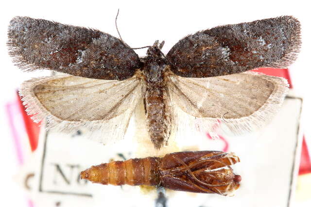 Image of Acleris paracinderella Powell