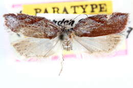 صورة Acleris capizziana Obraztsov 1963