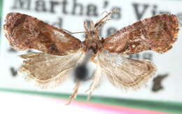 Image of <i>Cochylis aurorana</i>