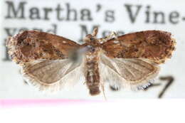 Image of <i>Cochylis aurorana</i>