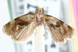 Image of <i>Gynnidomorpha romonana</i>