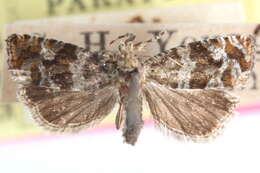 Image of Ahmosia aspasiana McDunnough 1922