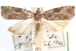 Plancia ëd Olethreutes sciotanum Heinrich 1923