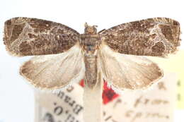 Plancia ëd Olethreutes sciotanum Heinrich 1923