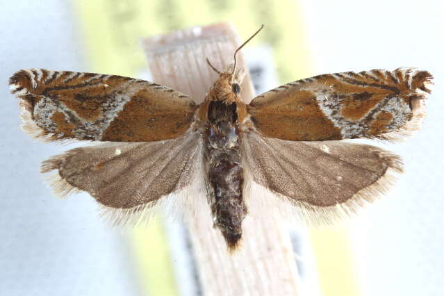 Image of Ancylis tenebrica Heinrich 1929