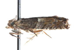 Image of Epinotia walkerana Kearfott 1907