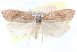 Image of Epinotia seorsa Heinrich 1924