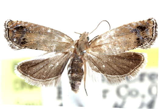 Image of Epinotia trossulana Walsingham 1879