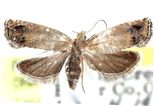 Image of Epinotia trossulana Walsingham 1879