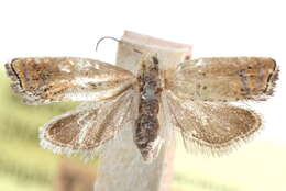 Image of Epinotia trossulana Walsingham 1879