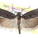 Image of Epinotia biangulana Walsingham 1879