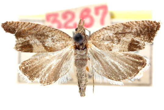 Image of Dichrorampha piperana Busck 1906