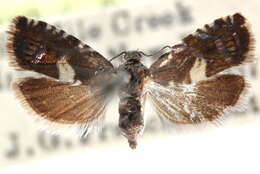 Image of Arthropoda