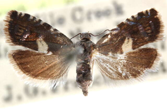 Image of Arthropoda