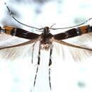 Image of Cosmopterix parietariae Hering 1931