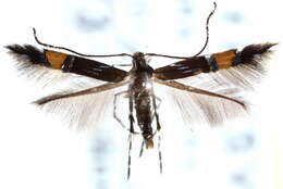 Image of Cosmopterix parietariae Hering 1931