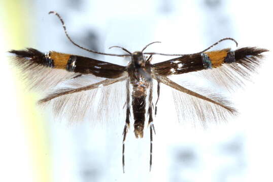 Image of <i>Cosmopterix parietariae</i> Hering 1931