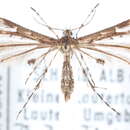 Image of Capperia loranus (Fuchs 1895)