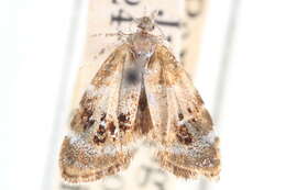 Image of Prochoreutis sororculella