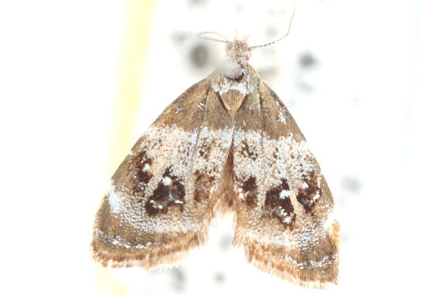 Image of Prochoreutis sororculella