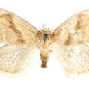 Image of Packardia ceanothi Dyar 1908