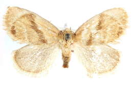 Image of Packardia ceanothi Dyar 1908