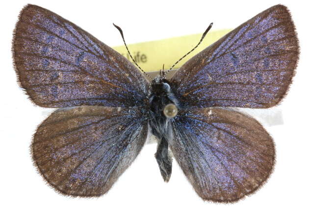 Image of Plebejus icarioides