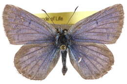 Image of Plebejus icarioides