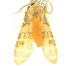 Image of Halysidota fuliginosa Rothschild 1909